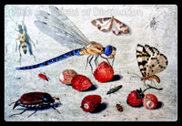 A Dragon-Fly, Two Moths, A Spider, some Beetles with Wild Strawberries by Jan Van Kessel the Elder Art Print