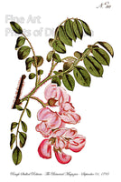 An archival premium Quality Botanical Art Print of the Rose Acacia or Rough Stalked Robinia for sale by Brandywine General Store