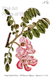 An archival premium Quality Botanical Art Print of the Rose Acacia or Rough Stalked Robinia for sale by Brandywine General Store