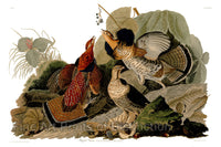 A museum quality print of the Ruffed Grouse by John James Audubon for his epic ornithology book The Birds of North America for sale by Brandywine General Store