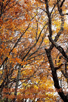 Crooked Trees and Yellow Leaves