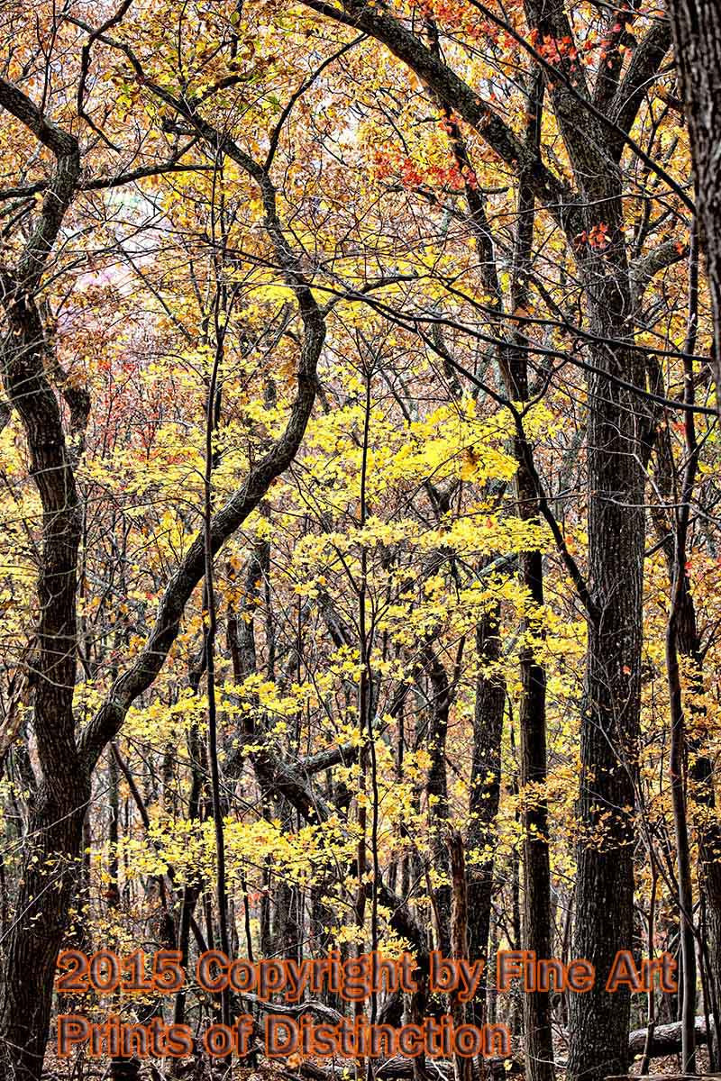 An original premium Quality art Print of Sparse Yellow Autumn Leaves Among Dark Tree Trunks for sale by Brandywine General Store