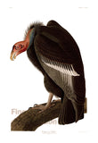 An archival premium Quality Art Print of the California Vulture by Audubon for sale by Brandywine General Store