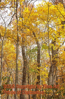 An original premium Quality art Print of Yellow Leaves in the Tall Trees for sale by Brandywine General Store