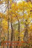 Yellow Leaves in the Tall Trees