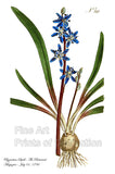 An archival premium Quality Art Print of the Byzantine Squill or as more commonly known today as the Starry Hyacinth for sale by Brandywine General Store