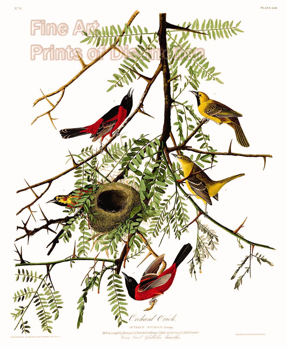 An archival premium Quality art Print of the Orchard Oriole by John James Audubon for sale by Brandywine General Store