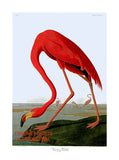 An archival premium Quality Art Print of the American Flamingo as originally drawn by John James Audubon for The Birds of North America for sale by Brandywine General Store