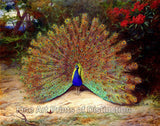An archival premium Quality Art Print of Peacock and Butterfly by Archibald Thorburn for sale by Brandywine General Store.