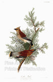 An archival premium Quality art Print of the Cedar Bird or Cedar Waxwing by John James Audubon for sale by Brandywine General Store