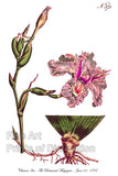 An archival premium Quality Botanical art Print of the Chinese Iris as it originally appeared in the Botanical Magazine in 1797 for sale by Brandywine General Store.
