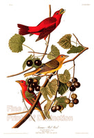 An archival premium quality art print of the Summer Red Bird or Summer Tanager by John James Audubon for sale by Brandywine General Store