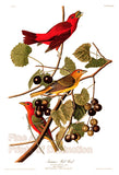 An archival premium quality art print of the Summer Red Bird or Summer Tanager by John James Audubon for sale by Brandywine General Store