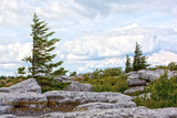 A premium Quality Art Print of the Barren Landscape at Dolly Sods for sale by Brandywine General Store