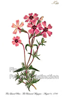 An archival premium Quality Botanical Art Print of the Fine Leaved Phlox which was  published by Curtis in the Botanical Magazine in 1798 for sale by Brandywine General Store