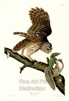 An archival premium Quality art Print of the Barred Owl by John James Audubon for his book The Birds of America for sale by Brandywine General Store