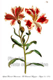 An archival premium Quality Art Print of the Spotted Flowered Alstroemeria or the Peruvian Lily, as the flower is known today for sale by Brandywine General Store