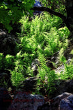 An archival premium Quality art print of a patch of Ferns in the Sunshine at Dolly Sods for sale by Brandywine General Store