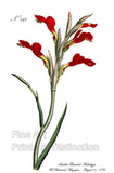An archival premium Quality Botanical art Print of the Scarlet Flowered Antholyza, for sale by Brandywine General Store