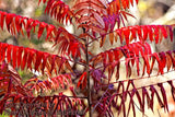 An original premium Quality Art Print of a Sumac with Fiery Red Fall Leaves for sale by Brandywine General Store