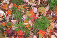Christmas Tree Ferns Surrounded by Fall Leaves