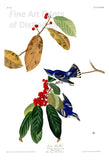 An archival premium Quality art Print of the Azure Warbler by John James Audubon for sale by Brandywine General Store