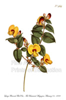 An archival premium Quality Art Print of the Large Flowered Flat Pea also known now as the Handsome Flat Pea for sale by Brandywine General Store