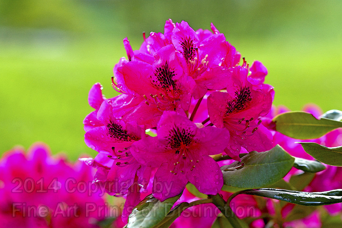 Pink Translucent Rhododendron Bloom Art Print