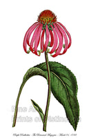 An archival premium Quality Botanical Art Print of the Purple Rudbeckia or Cone Flower as it is better known today for sale by Brandywine General Store