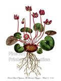 An archival premium quality art print of the Round Leaved Cyclamen or Persian Violet published in the Botanical Magazine in 1788 for sale by Brandywine General Store