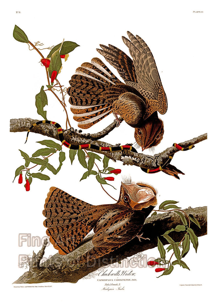 An archival premium quality art print of the Chuck-will's widow by John James Audubon for sale by Brandywine General Store