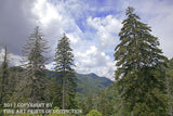 An archival premium Quality art Print of Hemlock Trees in Various Stages of Death for sale by Brandywine General Store
