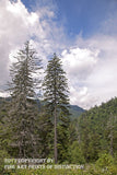 An archival premium Quality art Print of Hemlock Trees One Dead One Alive from the Great Smokey National Park in TN for sale by Brandywine General Store