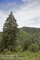 An archival premium Quality art Print of a Huge Evergreen Tree Standing Guard over the Valley Floor Below for sale by Brandywine General Store.