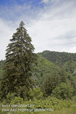 An archival premium Quality art Print of a Huge Evergreen Tree Standing Guard over the Valley Floor Below for sale by Brandywine General Store.