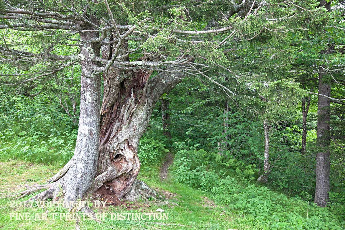An archival premium Quality art Print of a Gnarled Tree Beside the Woodland Path for sale by Brandywine General Store