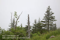 An archival premium Quality art Print of a Dead Tree in the Center of a Cloudy Landscape for sale by Brandywine General Store.