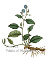 An archival premium quality art print of the Blue Navelwort from Curtis Boanical Magazine for sale by Brandywine General Store