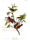 An archival premium Quality Art Print of the Painted Finch by John James Audubon for sale by Brandywine General Store.