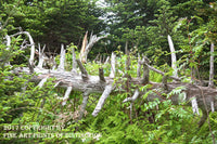 A Museum Quality Print of a Spiky Pine Log on the Trail to the Summit of Clingman's Dome for sale by Brandywine General Store