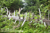 A Museum Quality Print of a Spiky Pine Log on the Trail to the Summit of Clingman's Dome for sale by Brandywine General Store
