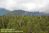 An archival premium Quality art Print of Eastern View of Clingmans Dome with Dead Fraser Fir Trees for sale by Brandywine General Store