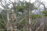 An archival premium Quality art Print of Dead Fraser Fir Trees on Clingmans Dome for sale by Brandywine General Store