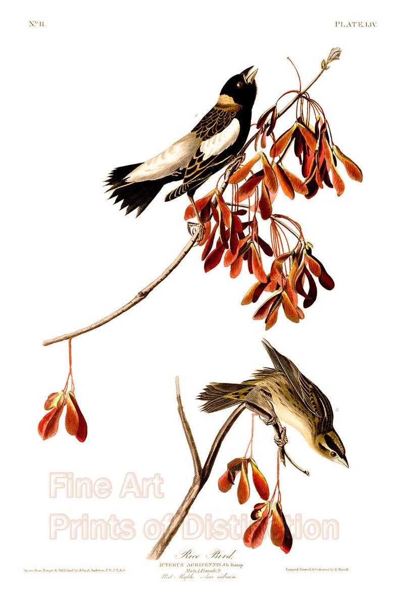 An archival premium Quality art Print of the Rice Bird by John James Audubon for sale by Brandywine General Store