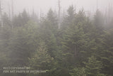 An archival premium Quality art Print of Spruce and Fir Evergreen Trees Obscured by a Cloud for sale by Brandywine General Store