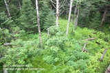 An archival premium Quality art Print of View of the Green Forest Floor at Clingmans Dome for sale by Brandywine General Store