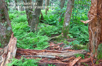 An archival premium Quality art Print of Decayed Logs on the Appalachian Trail for sale by Brandywine General Store