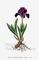 An archival premium Quality Botanical art Print of the Dwarf Iris as drawn by Curtis for the Botanical Magazine in the year 1787 for sale by Brandywine General Store.