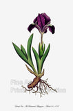 An archival premium Quality Botanical art Print of the Dwarf Iris as drawn by Curtis for the Botanical Magazine in the year 1787 for sale by Brandywine General Store.