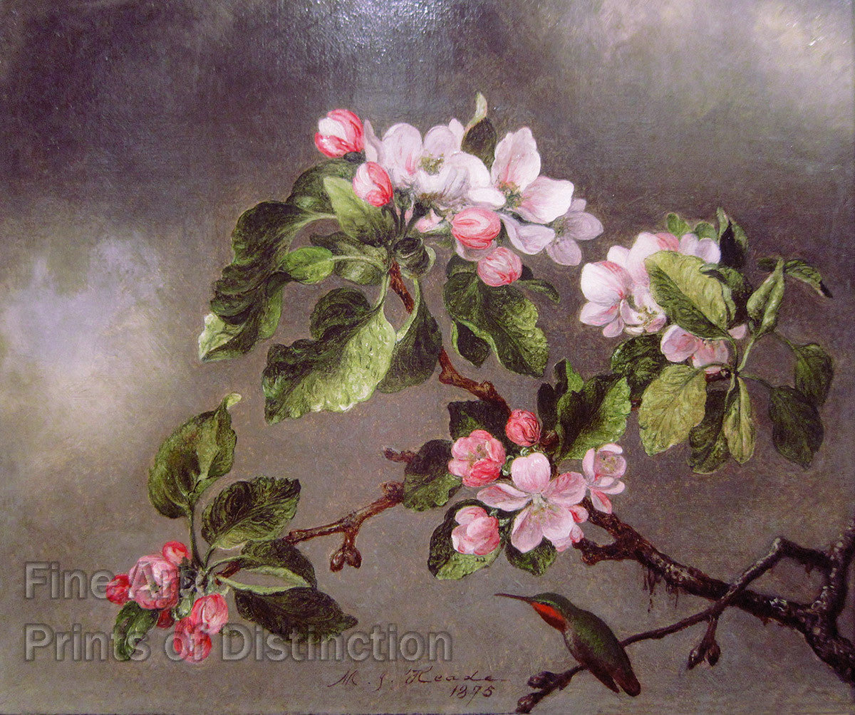An archival premium Quality art Print of Hummingbird and Apple Blossoms by Martin Johnson Heade for sale by Brandywine General Store.